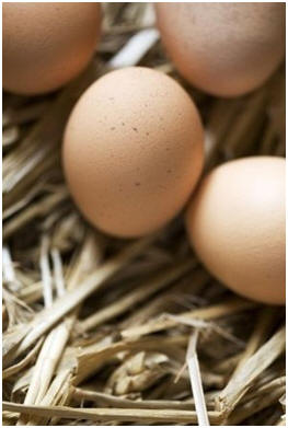 74 Free Poultry Barn Designs from North Dakota State University Agricultural Extension Service