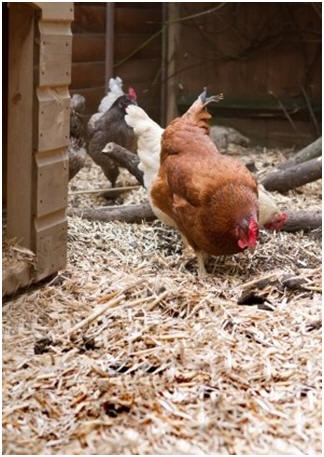 Twenty  Free Chicken Coop and Nesting Box Building Plans