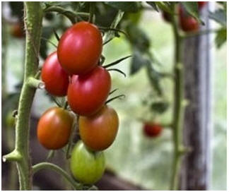 Free Greenhouse Plans and Growing Guides